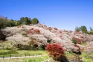 四季桜イメージ