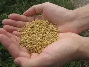 米でいいの田゛