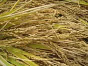 米でいいの田゛収穫時