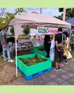 大阪市内で行った収穫体験(2)