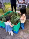 大阪市内で行った収穫体験(3)
