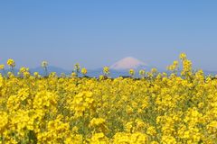 img_377496_4.jpg