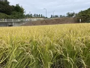 収穫直前の稲