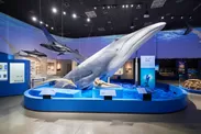 ナガスクジラ上半身標本(東京展の様子)
