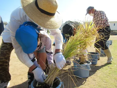 画像【育った稲を収穫する児童】