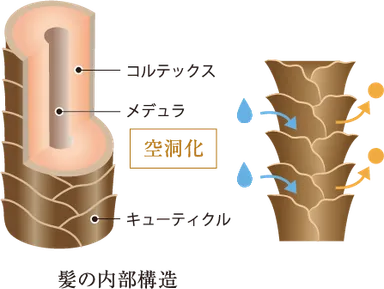 髪の内部構造_イメージ