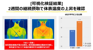 「MCT」を含む食事を2週間継続して行うことで体表温度が上昇