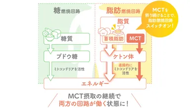 脂肪燃焼回路ONで冷え性を改善