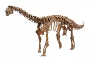 カマラサウルス・レンタス幼体