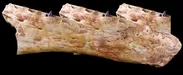 スピノサウルス顎骨（実物）