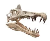 スピノサウルス頭骨復元模型
