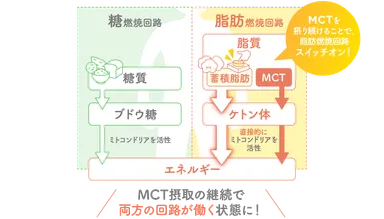 「MCTで脂肪燃焼回路がON」になる