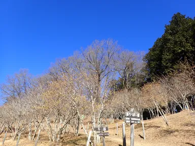 2024年1月17日(水)現在の開花状況