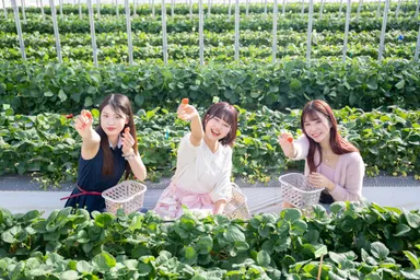 ICHIGO HOUSE. HITACHINAKA ハウス内部