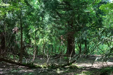豊かな森には300種以上の薬草薬樹が茂る