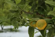 近隣農家がつくる有機レモン