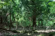豊かな森には300種以上の薬草薬樹が茂る