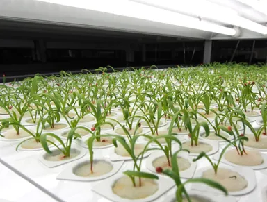 【香港】発芽ラック