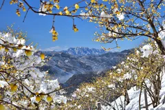 長瀞宝登山臘梅園からの眺望3