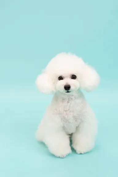 撮影会イメージ1