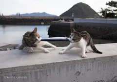 猫写真