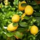 シチリア産レモン　※画像はイメージです。