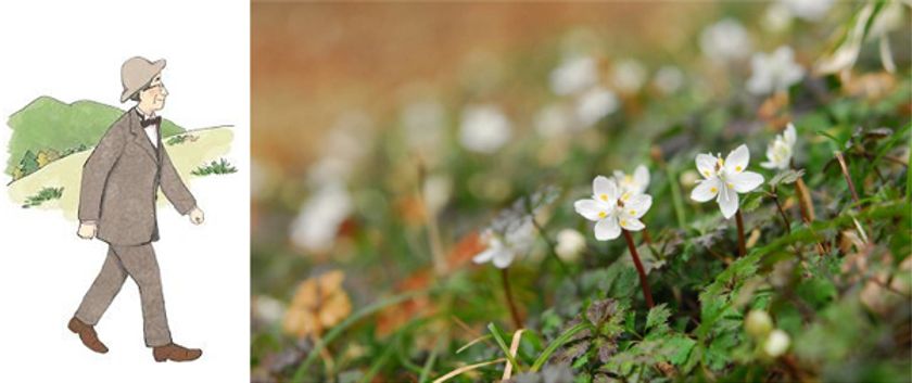 牧野富太郎が愛した花バイカオウレン開花
六甲高山植物園冬季特別開園早期開催決定！