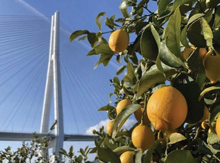 天皇杯受賞の日本一の「せとだエコレモン(R)」を使った料理を銀座の有名飲食店(24店舗)で提供!
「せとだエコレモン(R)フェア@東京・銀座」が2/9~2/23で開催