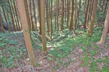 市場城・畝状空堀群(竪堀)