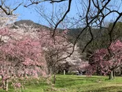 美山の桜
