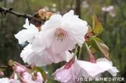 植樹される八重桜「はるか」