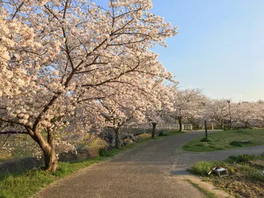 井上公園(水無瀬川緑道の桜)