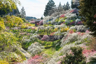 上中のしだれ桃(2)
