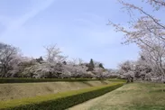 桜の名所としても知られる「佐倉城址公園」