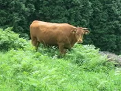 熊本県阿蘇で放牧してるあか牛