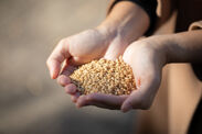 ブルディガラ 発芽玄米フォカッチャ使用の発芽米