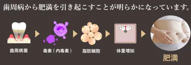 歯周病から肥満を引き起こす