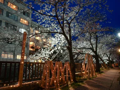 松川遊歩道、竹あかり