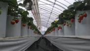 椿産業栽培-ポットは高位置に設置