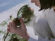 八ヶ岳の麓に生育する赤松の天然精油を使用