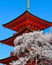 三重塔と桜(1)