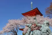 三重塔と桜(2)