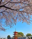 三重塔と桜(3)