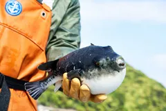 若狭ふぐ漁場見学ツアー