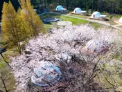 今年の桜の開花予想