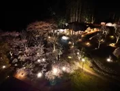 夜桜ライトアップキャンペーン