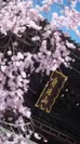 みのラブ - Four Seasons-「桜の里へようこそ」(1)