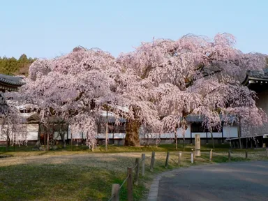 霊宝館大しだれ桜
