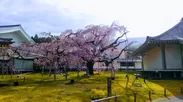 霊宝館桜(2)