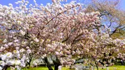 霊宝館桜(4)